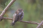 sparrow