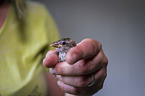 Songbird hand-raised