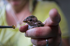 Songbird hand-raised