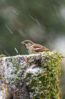 English house sparrow