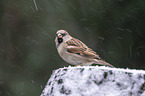 English house sparrow