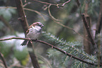 English house sparrow