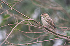 English house sparrow