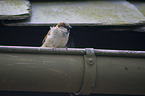English house sparrow