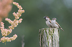 English house sparrows