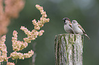 English house sparrows