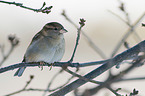 English house sparrow