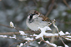 English house sparrow