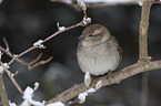 English house sparrow