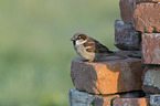 English house sparrow