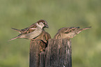 English house sparrows