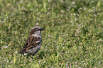 English house sparrow