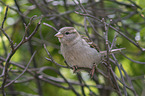 English house sparrow
