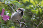 English house sparrow