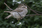 English house sparrows