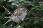 English house sparrows