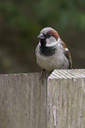 English house sparrow