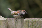 English house sparrow