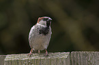 English house sparrow