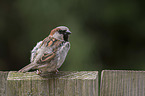 English house sparrow