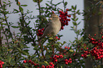English house sparrow