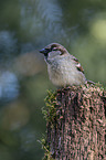 English house sparrow