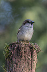 English house sparrow
