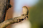 English house sparrow