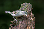 English house sparrow