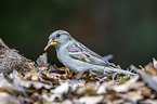 English house sparrow