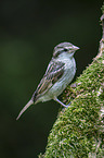 English house sparrow
