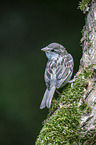 English house sparrow
