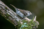 English house sparrow