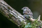 English house sparrow