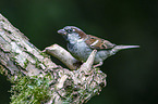 English house sparrow