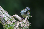 English house sparrow