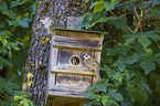 House Sparrow Nest Box