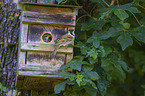 House Sparrow Nest Box