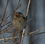 English house sparrow