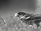 English house sparrow