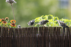 English house sparrows