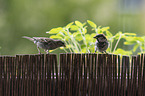 English house sparrows
