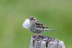 English house sparrow