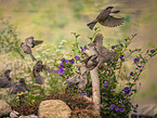 English house sparrows