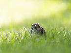 English house sparrow