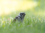 English house sparrow