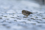 English house sparrow
