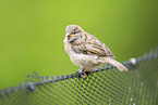 House sparrow