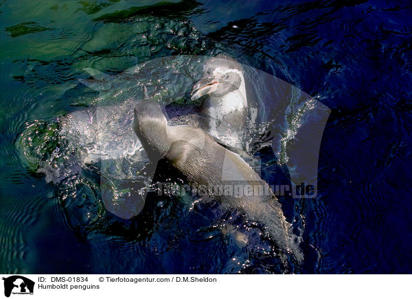 Humboldtpinguine / Humboldt penguins / DMS-01834