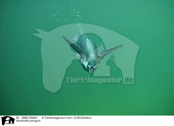 Humboldtpinguin / Humboldt penguin / DMS-05864